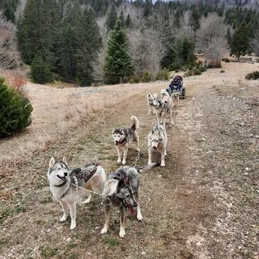 Chien de Traîneau en région Rhône-Alpes Chien de Traîneau en région Rhône-Alpes