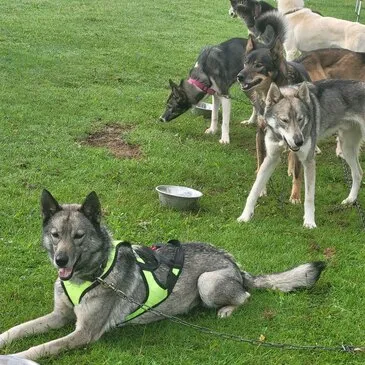 Chien de Traîneau, département Hautes pyrénées Chien de Traîneau, département Hautes pyrénées
