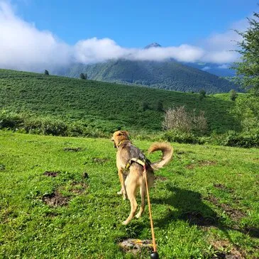 Chien de Traîneau en région Midi-Pyrénées Chien de Traîneau en région Midi-Pyrénées