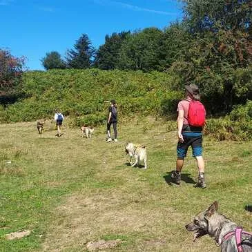 Campan, à 30 min de la Mongie, Hautes pyrénées (65) - Chien de Traîneau Campan, à 30 min de la Mongie, Hautes pyrénées (65) - Chien de Traîneau
