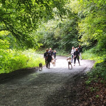 Chien de Traîneau proche Campan, à 30 min de la Mongie