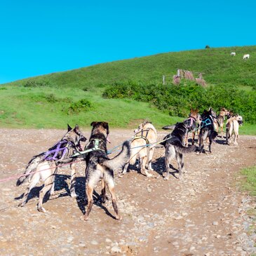 Chien de Traîneau, département Hautes pyrénées