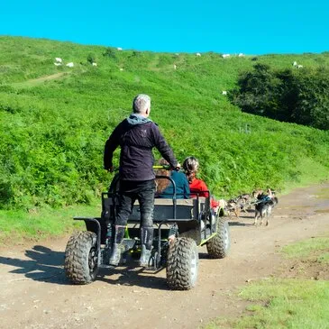 Chien de Traîneau en région Midi-Pyrénées Chien de Traîneau en région Midi-Pyrénées
