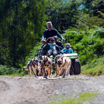 Chien de Traîneau proche Col des Palomières, à 25 min de la Mongie