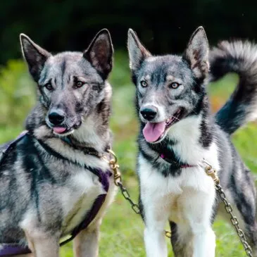 Montagne - Sports d'Hiver en région Midi-Pyrénées Montagne - Sports d'Hiver en région Midi-Pyrénées
