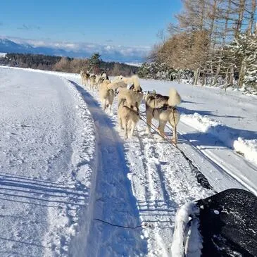 Randonnée en Chiens de Traîneau - Cambre-d'Aze près de Font-Romeu Randonnée en Chiens de Traîneau - Cambre-d'Aze près de Font-Romeu