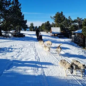 Chien de Traîneau en région Languedoc-Roussillon Chien de Traîneau en région Languedoc-Roussillon