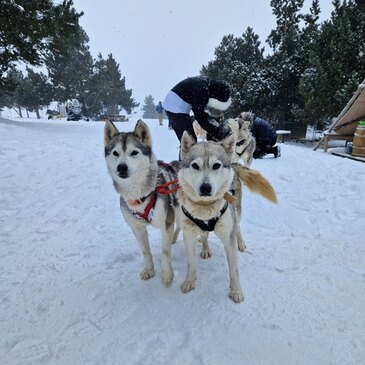 Eyne, à 15 min de Font Romeu, Pyrénées orientales (66) - Chien de Traîneau