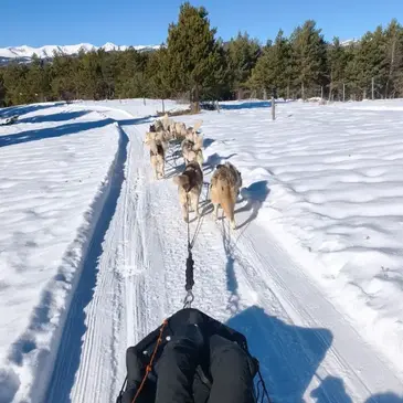 Chien de Traîneau proche Eyne, à 15 min de Font Romeu Chien de Traîneau proche Eyne, à 15 min de Font Romeu