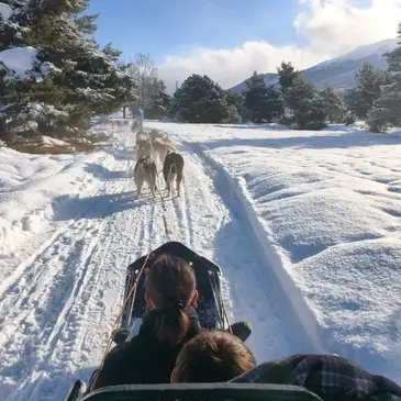Réserver Chien de Traîneau département Pyrénées orientales Réserver Chien de Traîneau département Pyrénées orientales
