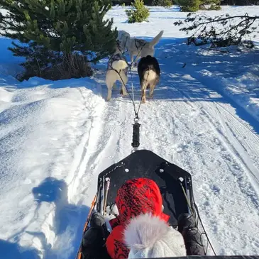 Réserver Chien de Traîneau en Languedoc-Roussillon