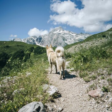 Balade en Cani-Rando au Cambre-d&#39;Aze près de Font-Romeu