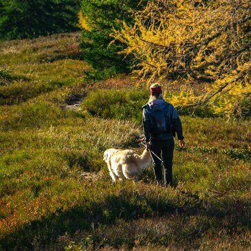 Chien de Traîneau, département Pyrénées orientales