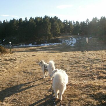 Chien de Traîneau proche Eyne, à 15 min de Font Romeu