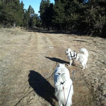 Balade en Cani-Rando au Cambre-d&#39;Aze près de Font-Romeu en région Languedoc-Roussillon