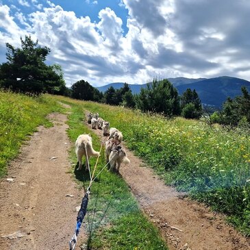 Balade en Cani-Kart au Cambre-d&#39;Aze près de Font-Romeu