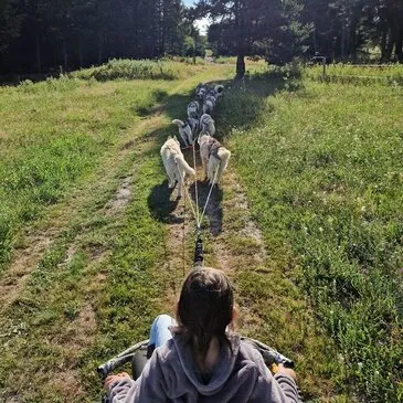Chien de Traîneau, département Pyrénées orientales Chien de Traîneau, département Pyrénées orientales