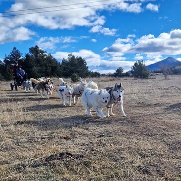 Eyne, à 15 min de Font Romeu, Pyrénées orientales (66) - Chien de Traîneau