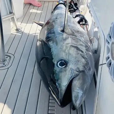 Réserver Pêche au gros département Bouches du Rhône Réserver Pêche au gros département Bouches du Rhône