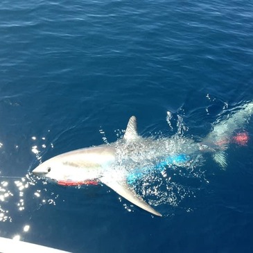 Réserver Pêche au gros en PACA et Corse