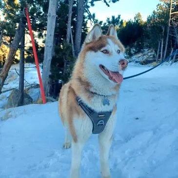 Randonnée en Chiens de Traîneau aux Angles en région Languedoc-Roussillon