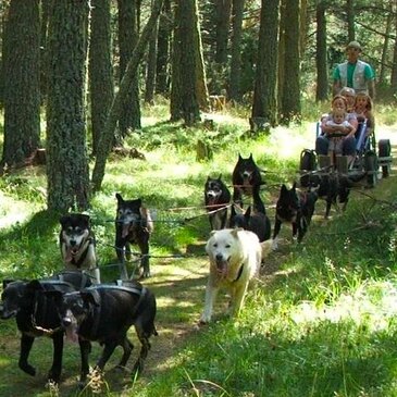 Chien de Traîneau proche Matemale, à 10 min des Angles