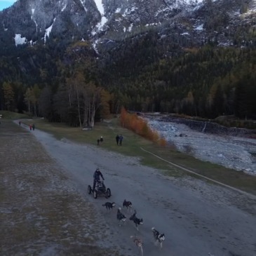 Chien de Traîneau en région Rhône-Alpes