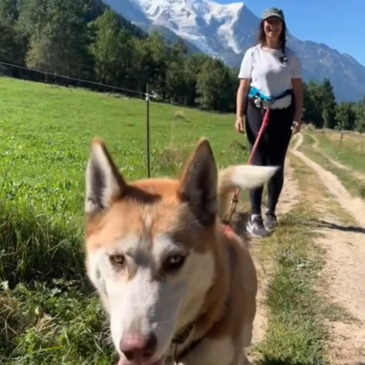 Chien de Traîneau, département Haute savoie