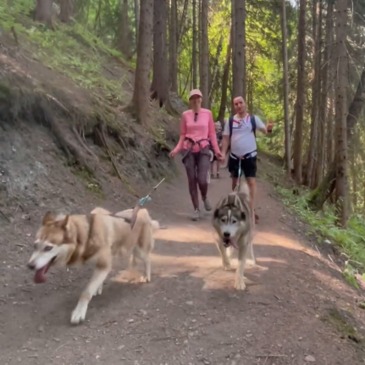 Chien de Traîneau en région Rhône-Alpes