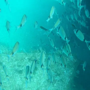 Hérault (34) Languedoc-Roussillon - Sport Aquatique Hérault (34) Languedoc-Roussillon - Sport Aquatique