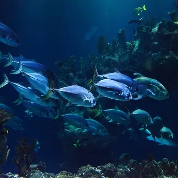 Cap d'Adge, Hérault (34) - Snorkeling Cap d'Adge, Hérault (34) - Snorkeling