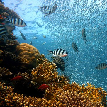 Snorkeling proche Cap d&#39;Adge