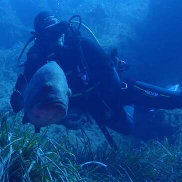 Initiation à la plongée sous-marine au Cap d&#39;Agde en région Languedoc-Roussillon