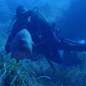 Initiation à la plongée sous-marine au Cap d'Agde en région Languedoc-Roussillon Initiation à la plongée sous-marine au Cap d'Agde en région Languedoc-Roussillon