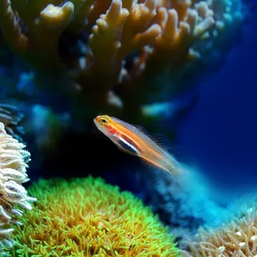 Brevet de Plongée Sous Marine proche Cap d'Adge Brevet de Plongée Sous Marine proche Cap d'Adge