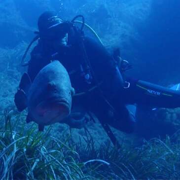 Brevet de Plongée Scuba Diver au Cap d&#39;Agde en région Languedoc-Roussillon