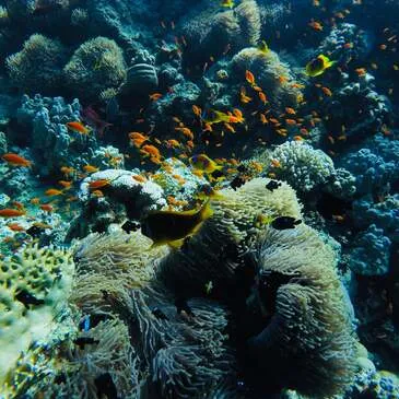 Angers, Maine et loire (49) - Baptême de plongée Angers, Maine et loire (49) - Baptême de plongée