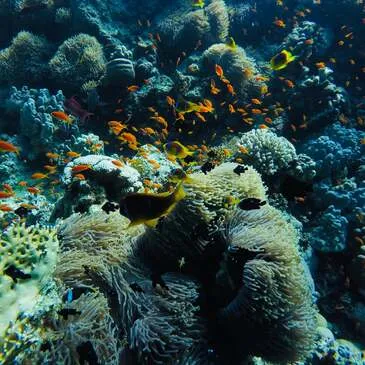 Baptême de plongée proche Angers Baptême de plongée proche Angers