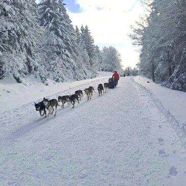 Balade en Chiens de traîneau près de Barcelonnette