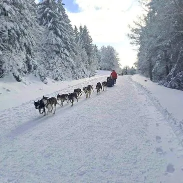 Balade en Chiens de traîneau près de Barcelonnette Balade en Chiens de traîneau près de Barcelonnette