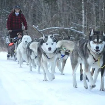 Chien de Traîneau, département Alpes de Haute Provence Chien de Traîneau, département Alpes de Haute Provence