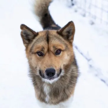 Saint-Paul-sur-Ubaye, à 30 min de Barcelonnette, Alpes de Haute Provence (04) - Chien de Traîneau Saint-Paul-sur-Ubaye, à 30 min de Barcelonnette, Alpes de Haute Provence (04) - Chien de Traîneau
