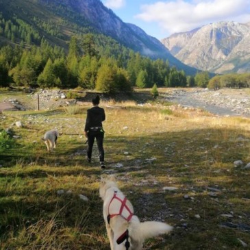 Balade en Cani-Rando près de Barcelonnette