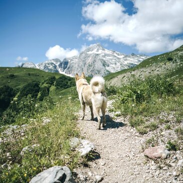 Chien de Traîneau, département Alpes de Haute Provence