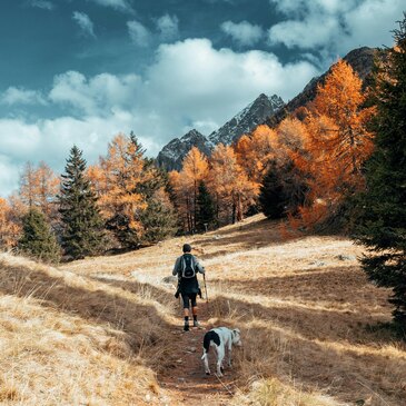 Chien de Traîneau en région PACA et Corse