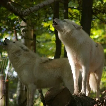 Weekend et Hébergement Insolite proche Hermival-les-Vaux Weekend et Hébergement Insolite proche Hermival-les-Vaux