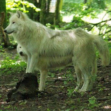 Dormir avec les Loups au Zoo de Cerza à Lisieux en région Normandie