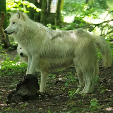 Dormir avec les Loups au Zoo de Cerza à Lisieux en région Normandie Dormir avec les Loups au Zoo de Cerza à Lisieux en région Normandie