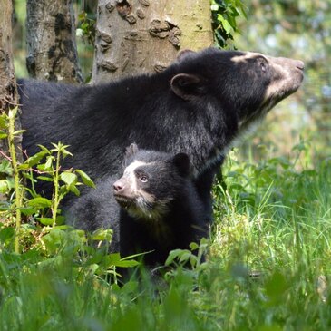 Nuit en Lodge au Zoo de Cerza à Lisieux