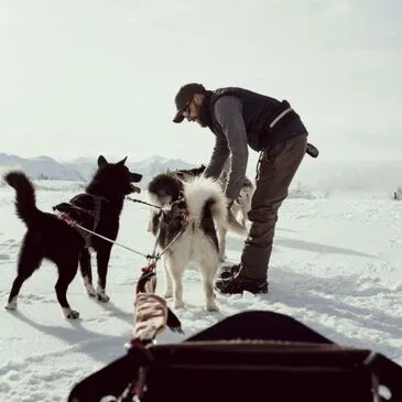 Chien de Traîneau, département Puy de dôme Chien de Traîneau, département Puy de dôme